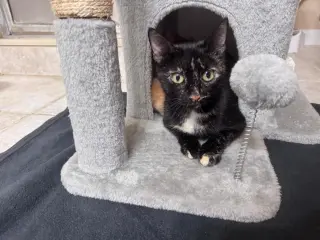 Cookie
