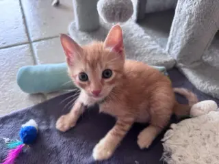 Amber