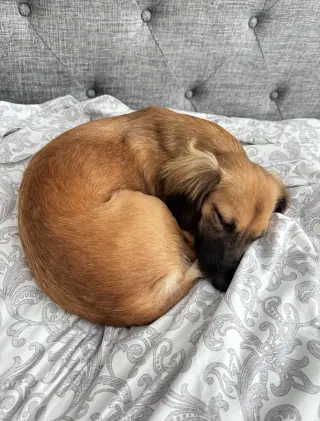 Klara