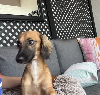 Klara