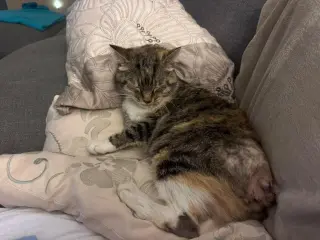 Belle