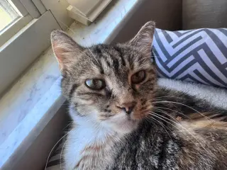 Belle