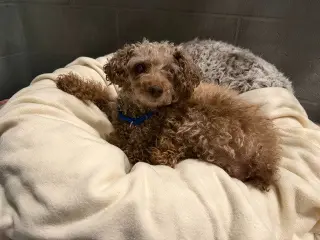 Curly