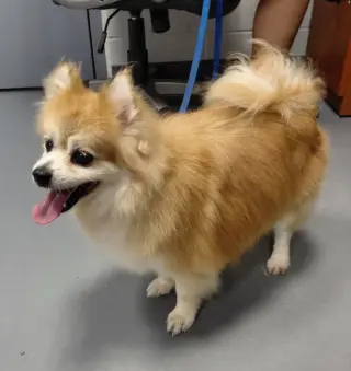 Bijou - in a foster home