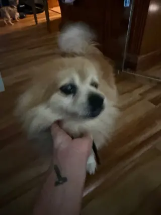 Bijou - in a foster home