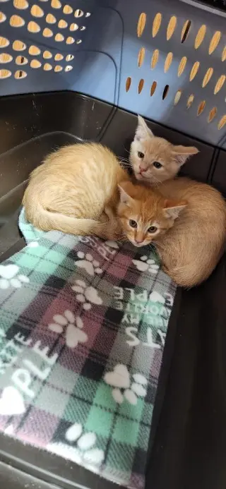 Kitten 28274 (Spoons)