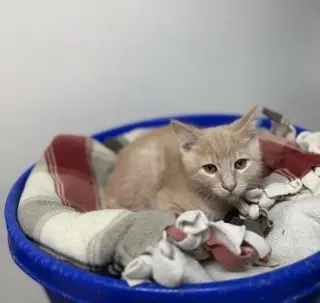 Kitten 28273 (Forky)