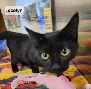 *Jocelyn