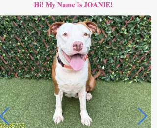 JOANIE