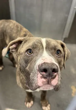 TYSON