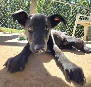 Mary Ann - At shelter available 10/18