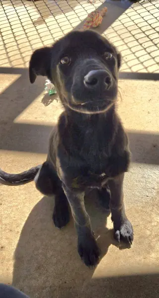 Mary Ann - At shelter available 10/18