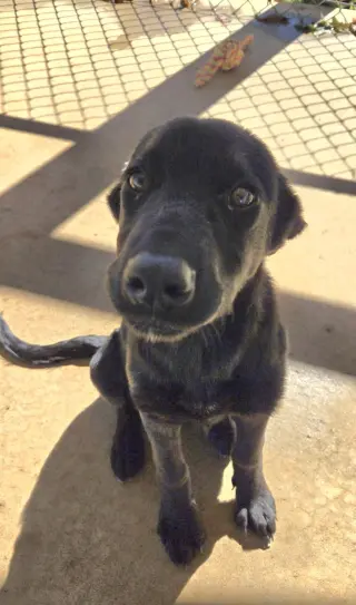 Mary Ann - At shelter available 10/18