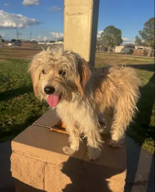 Crockett - ADOPTION IN PROCESS