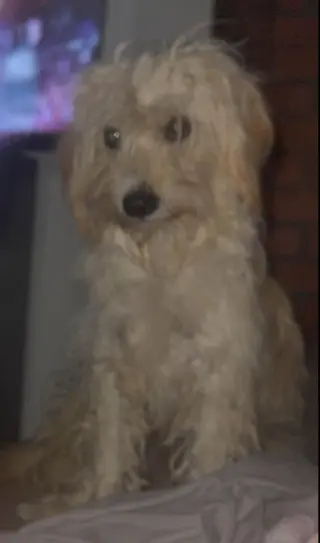 Crockett - ADOPTION IN PROCESS