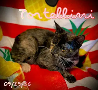 Tortellini