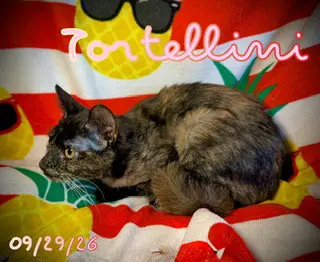 Tortellini