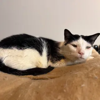 Backwards Oreo