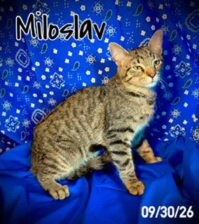 Miloslav "Milo"