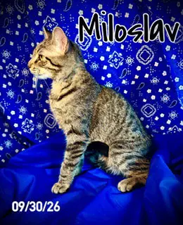 Miloslav "Milo"