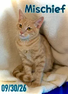 Mischief (Chief)