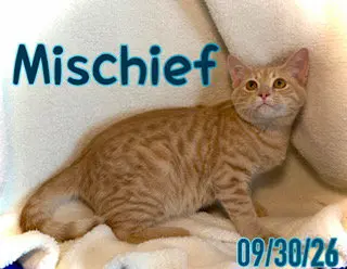 Mischief (Chief)