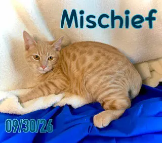 Mischief (Chief)