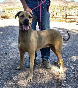 Tonka