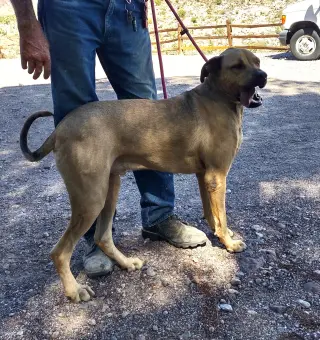 Tonka