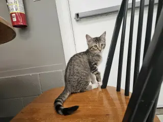 Poptart