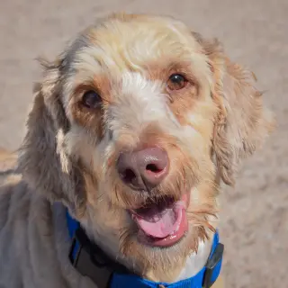 Cooper