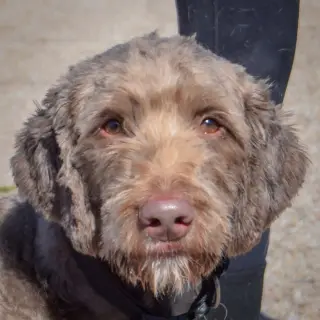 Benjamin