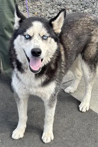 ARTIC / MAX