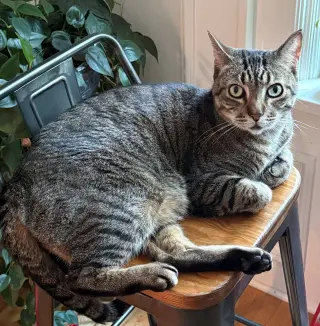 PRINCE TUBBY - Offered by Owner - Senior friendly