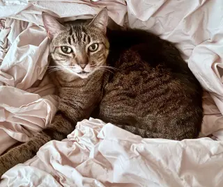 PRINCE TUBBY - Offered by Owner - Senior friendly