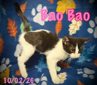 Bao Bao