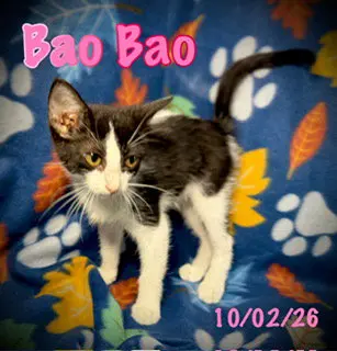 Bao Bao