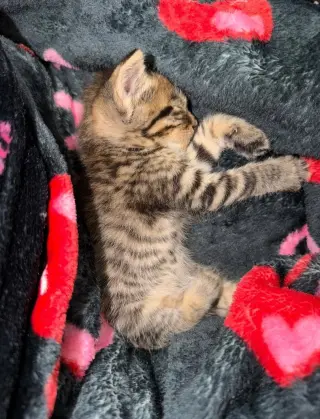 Teddy
