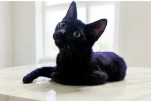 Midnight (Courtesy Posting)