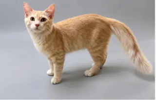 Cashew (Courtesy Posting)