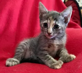 Princess Leia