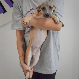 Duran