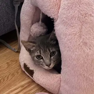 Spumoni