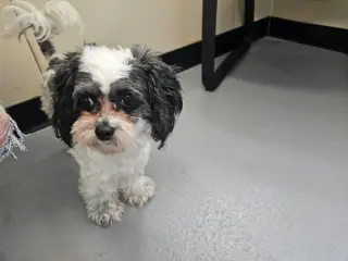 Kiki