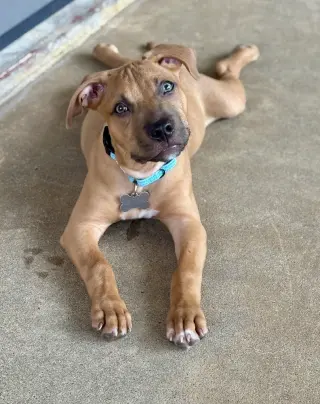 Chip Potato