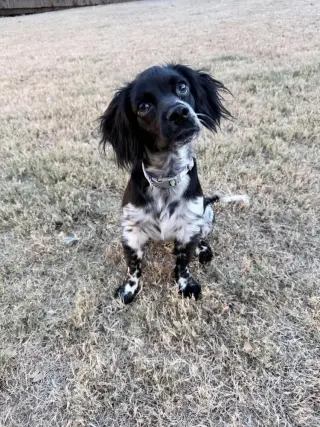 Pebbles Casa