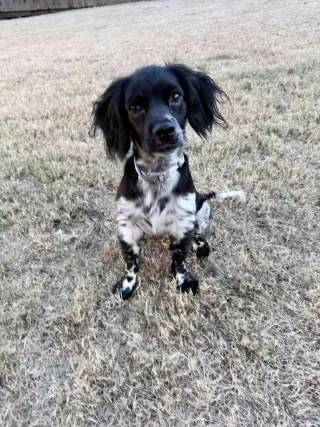 Pebbles Casa