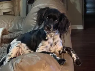 Pebbles Casa