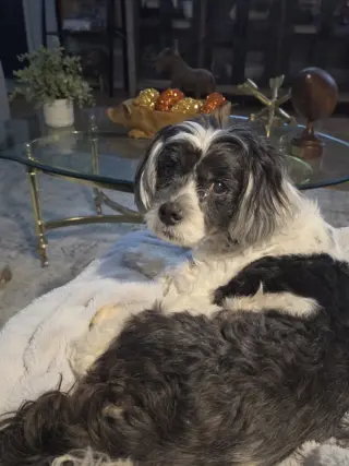 Charlie Boy
