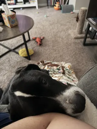 Toby